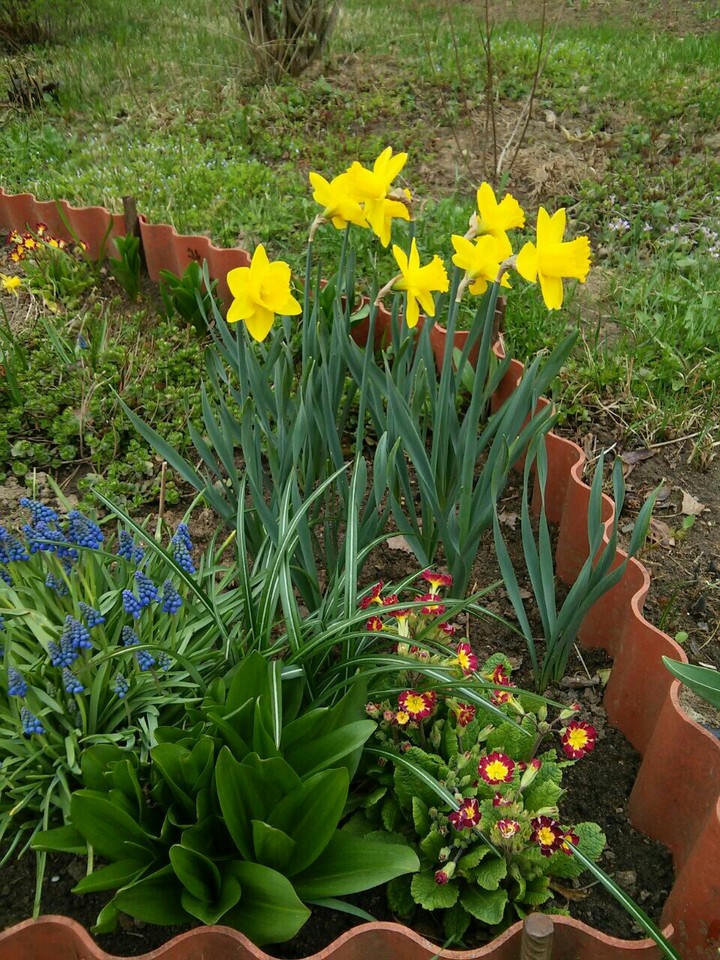 Garden Flowers