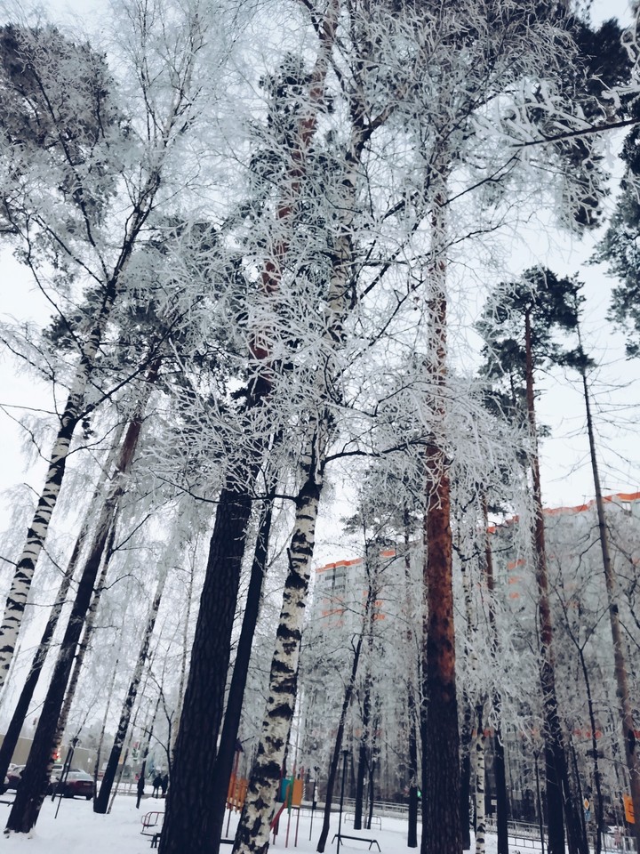Снежок