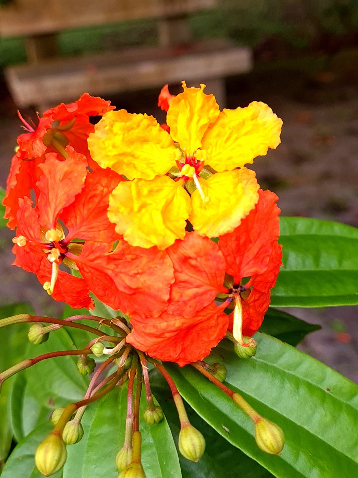 flower