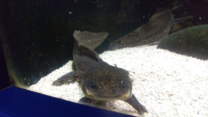 Axolotl