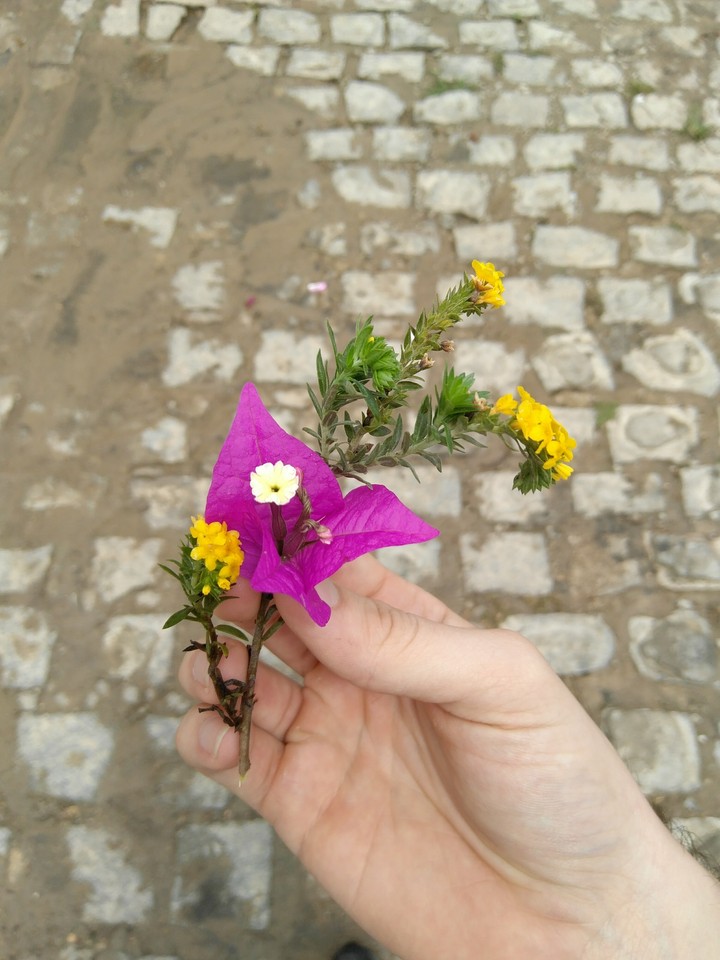 Flower.