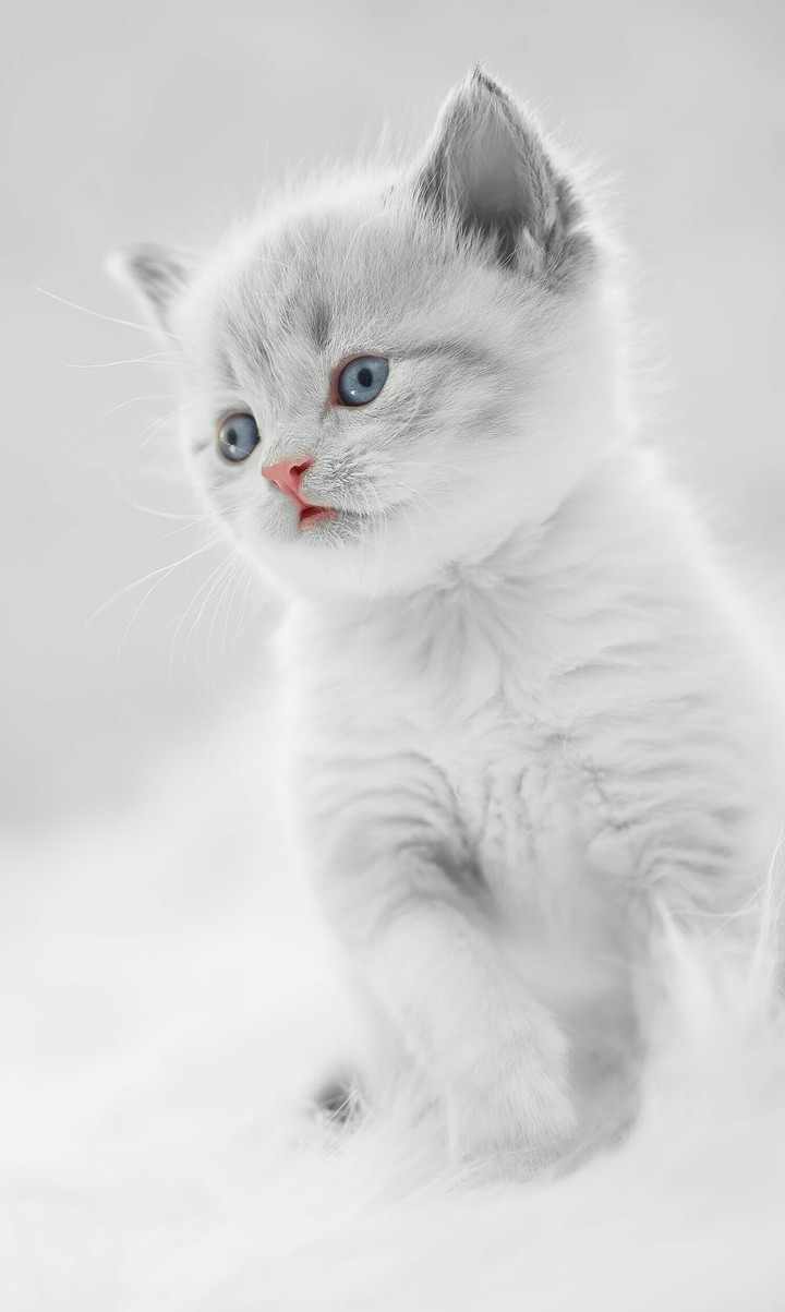 kitten