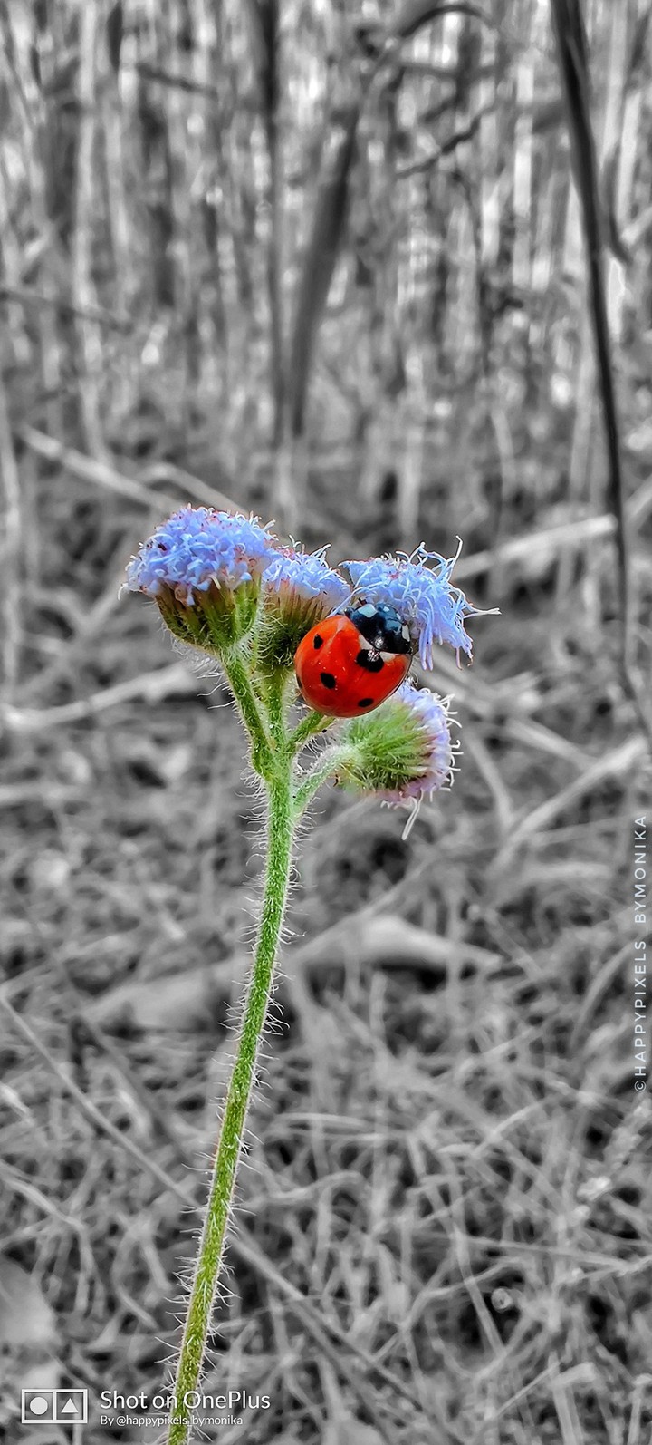 Lady Bug ?