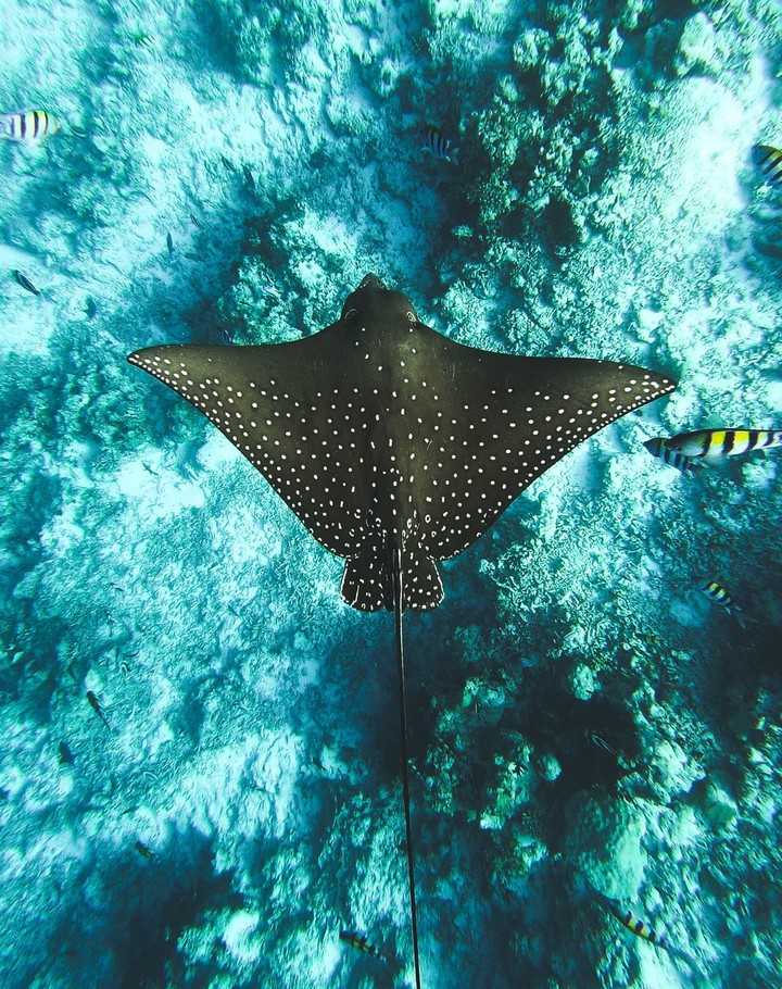 underwater