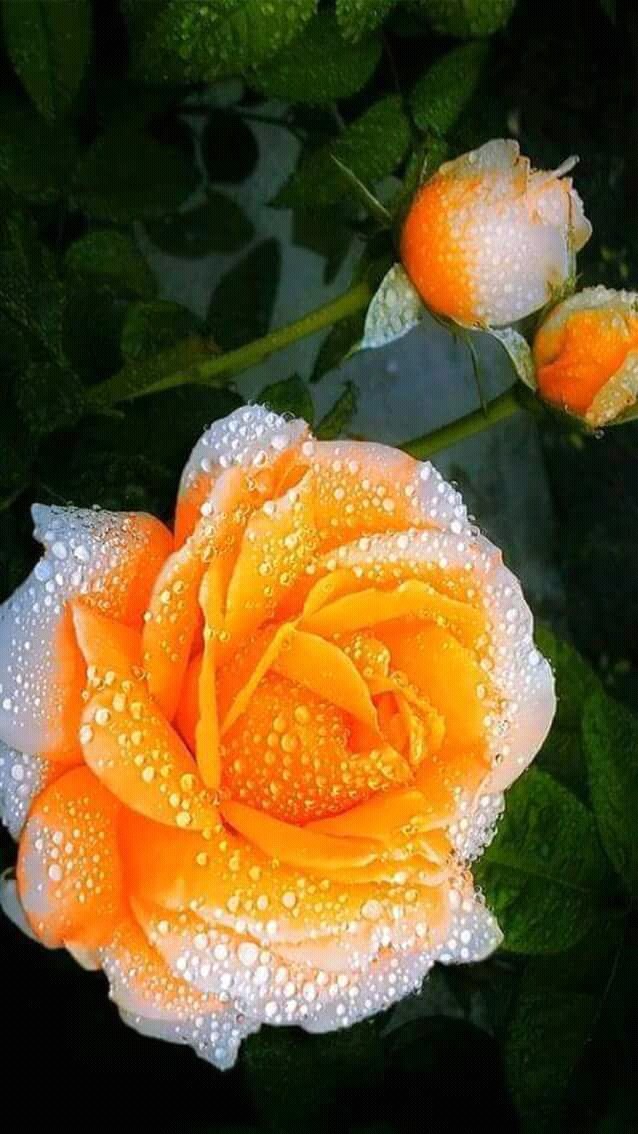 Orange & White Rose ❤❤
