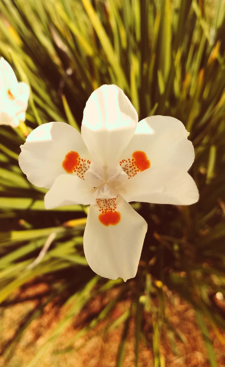 Flowering