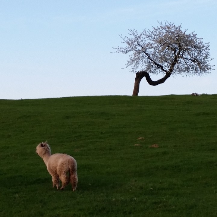 SubhanALLAH #plain #grazing