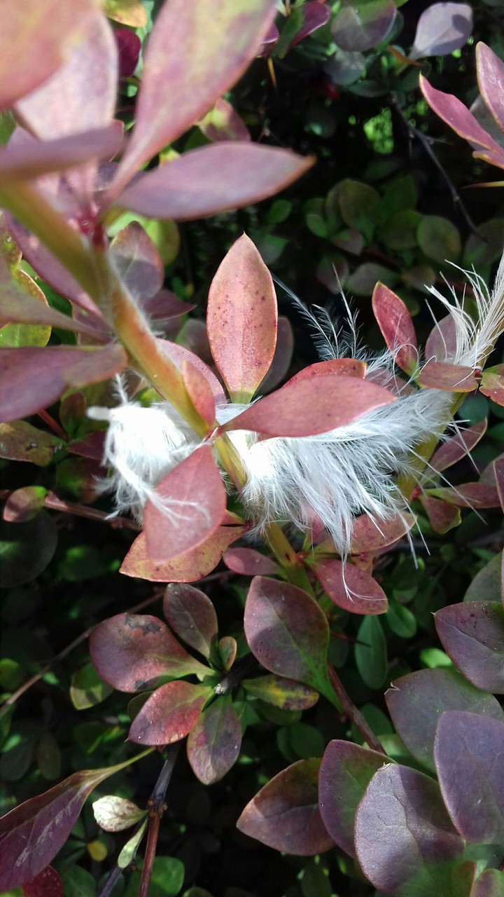 shrub
