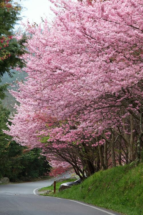 Blossoming trees