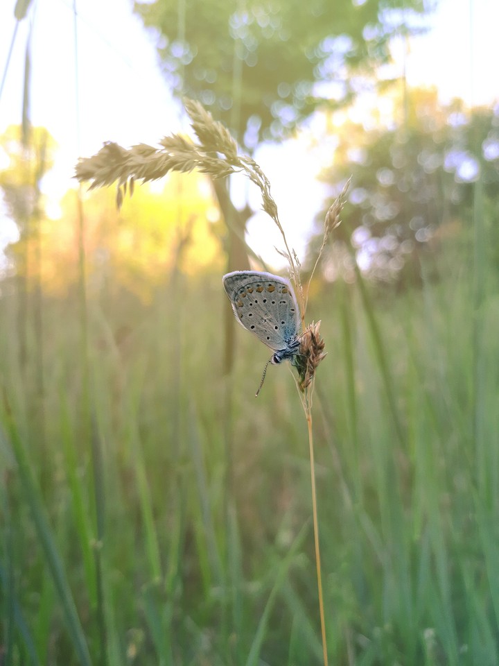 Butterfly ?
