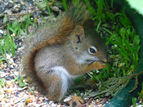 Baby squirrel