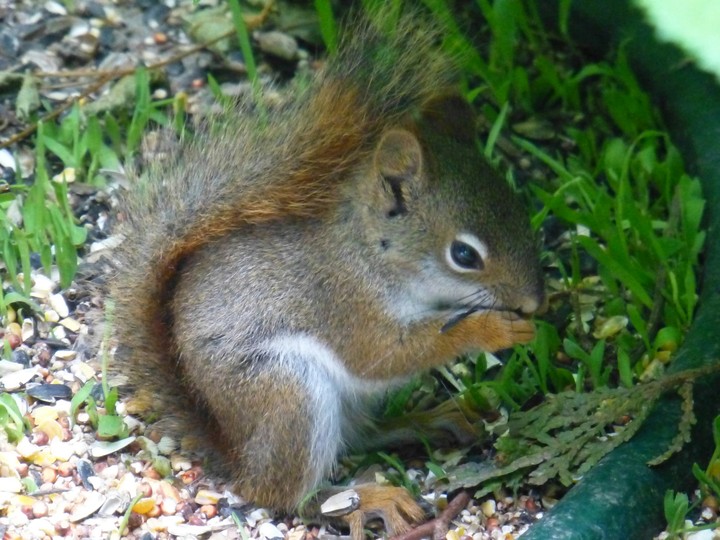 Baby squirrel
