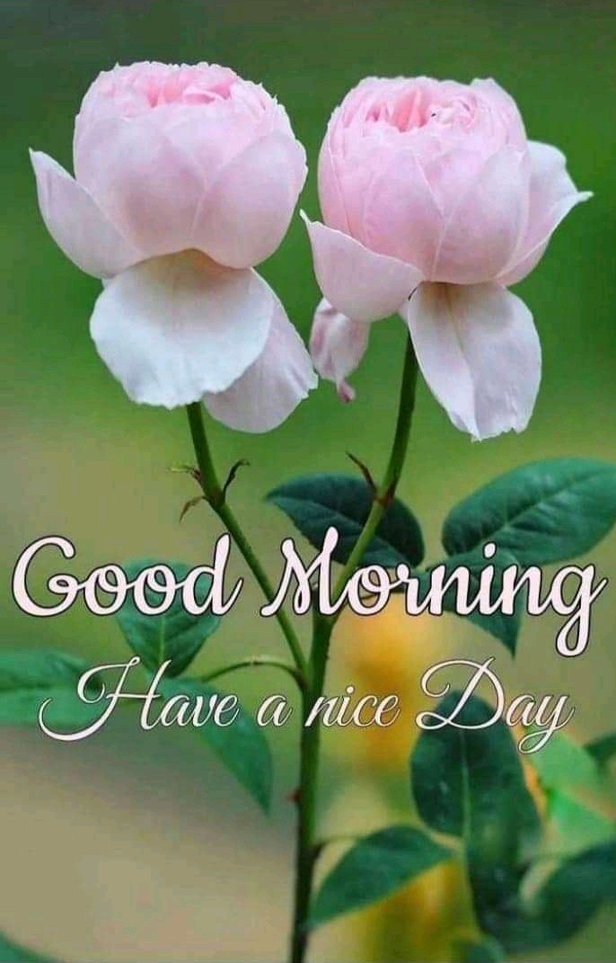 good morning