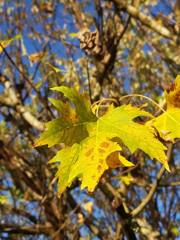 Gold Autumn