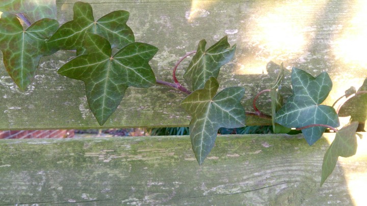 ivy