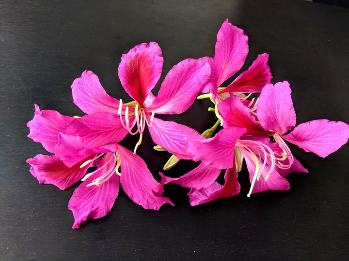 Hong Kong orchid aka Bauhinia purpurea, Kanchan