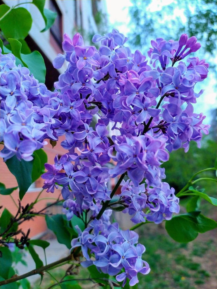 ~purple~