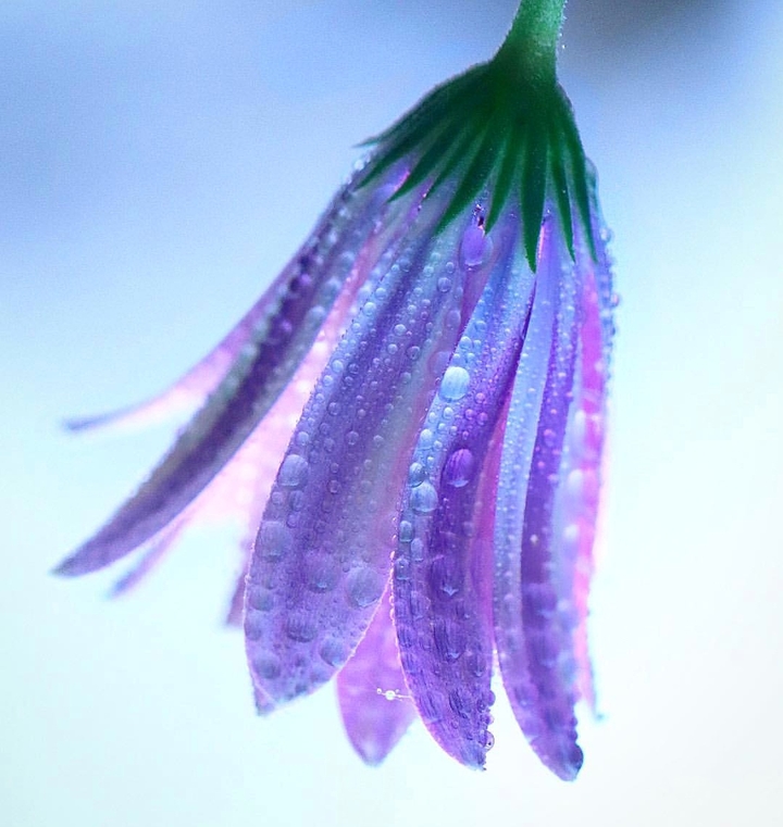 gerbera daisy
