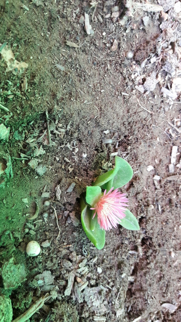 زیبایی