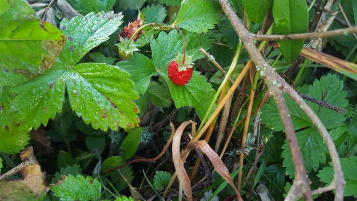 Natur