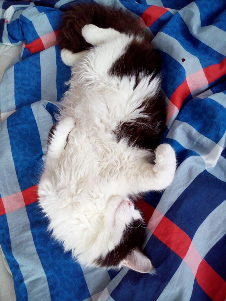 My kitten Persival
