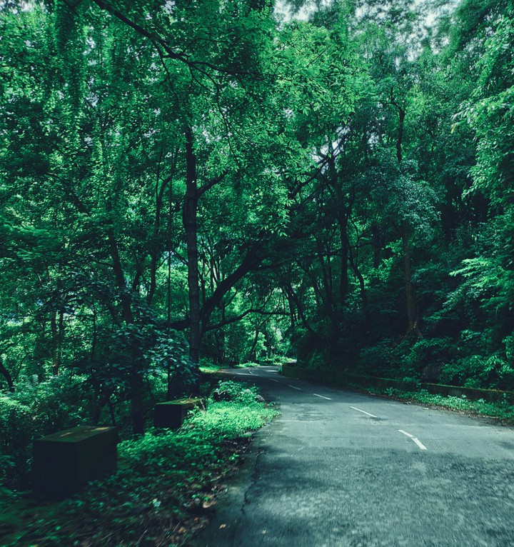 forest road