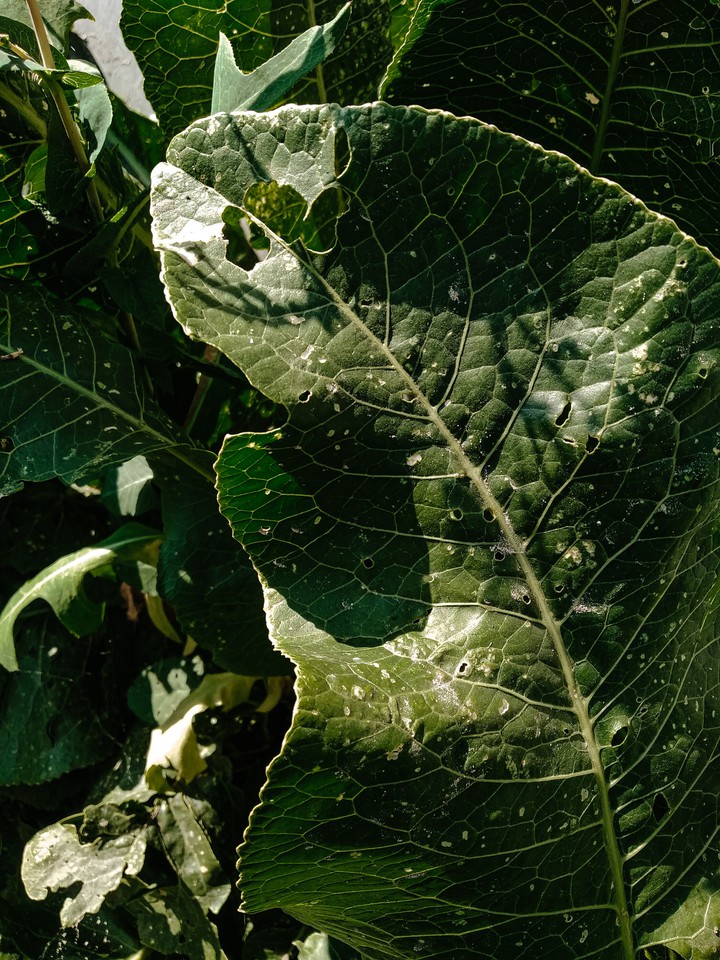 이파리