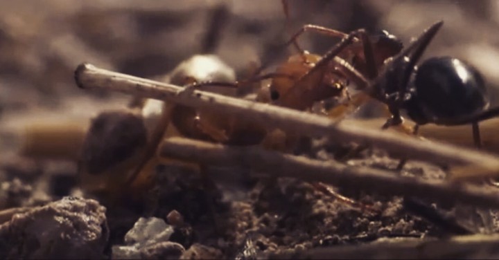 ants are fighting