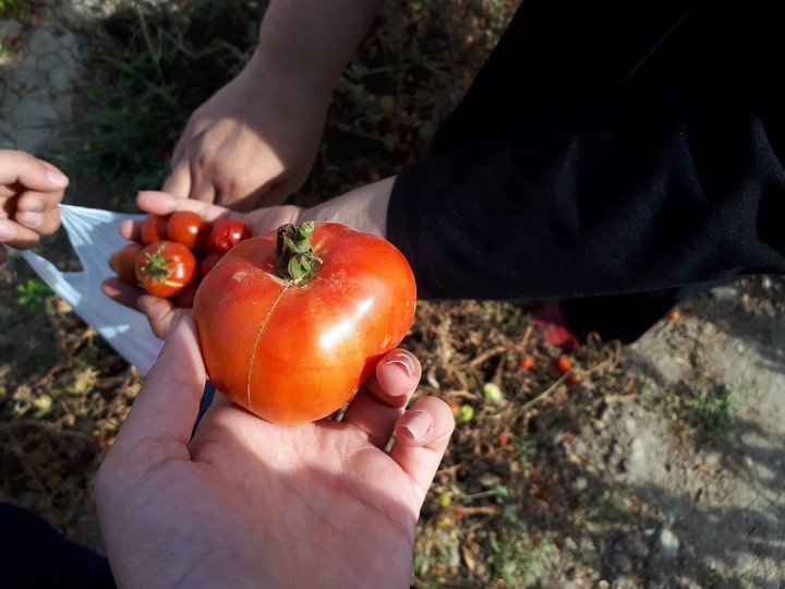 tomato
