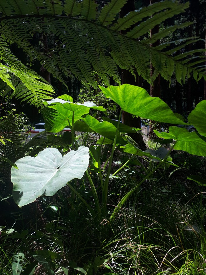 feuille songe