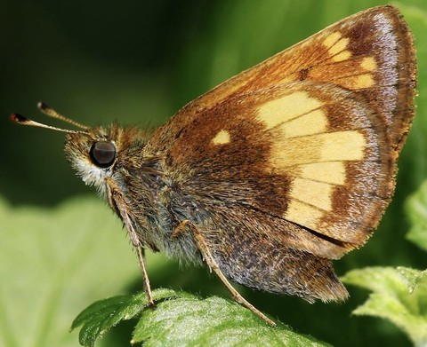 hình nền insect, skippers