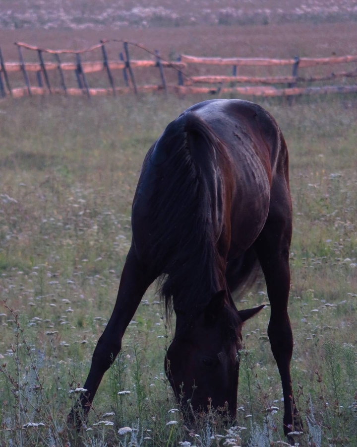 horse