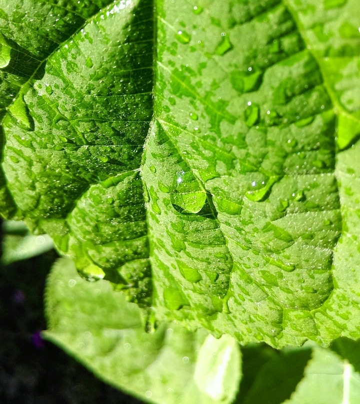 leaves