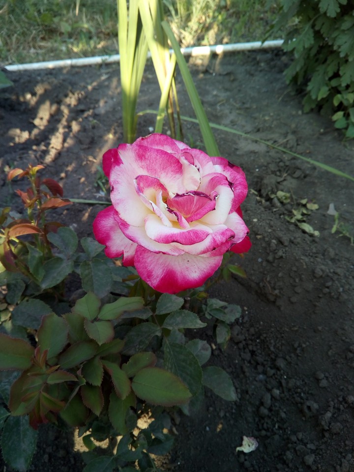 Роза
