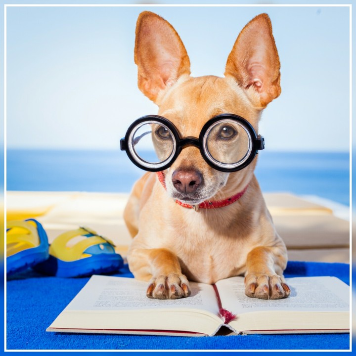 Cute Dog