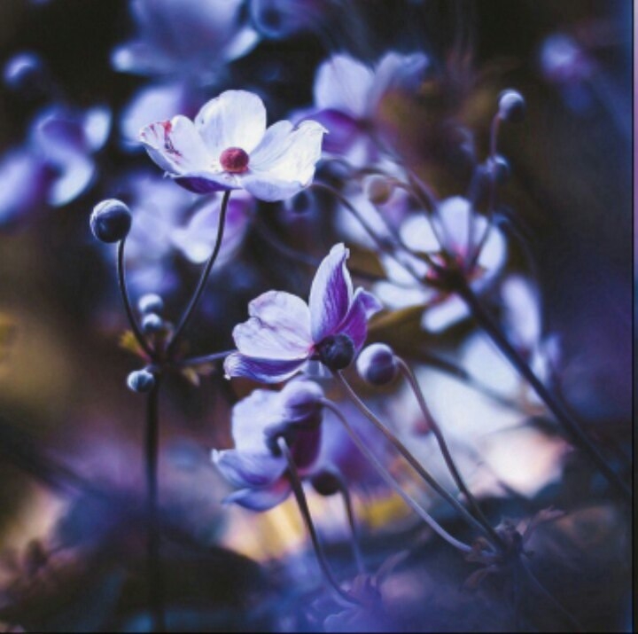 Beautiful flowers