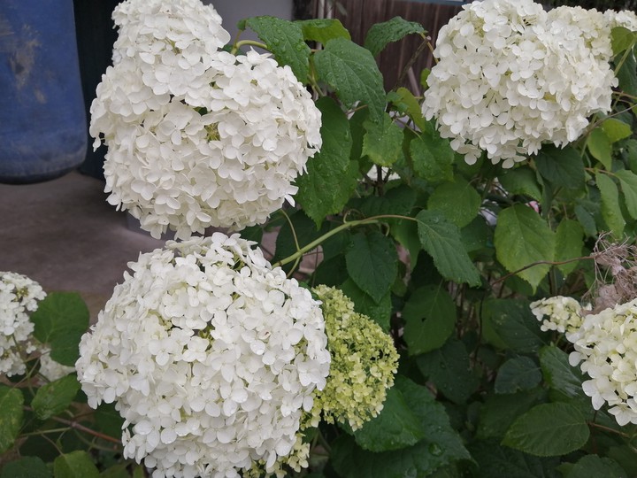 紫陽花