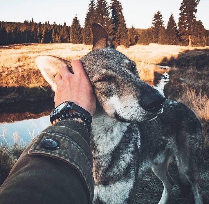 wolf