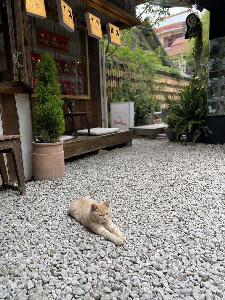 Little kitty at Still coffee, DaLat