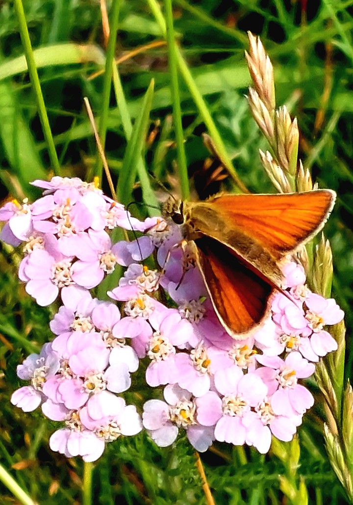 my little butterfly