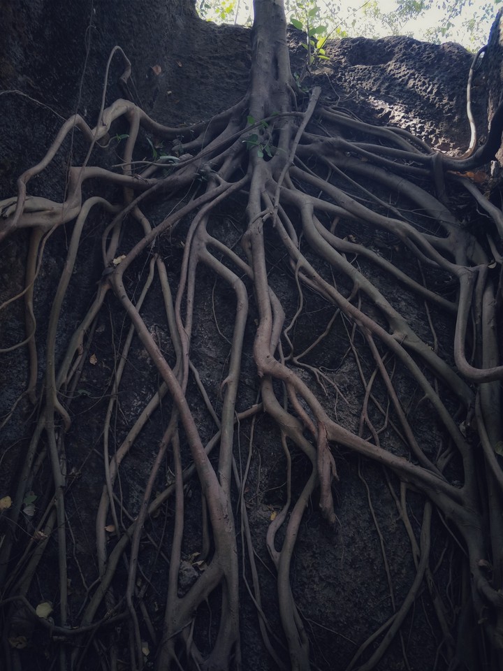 tree root