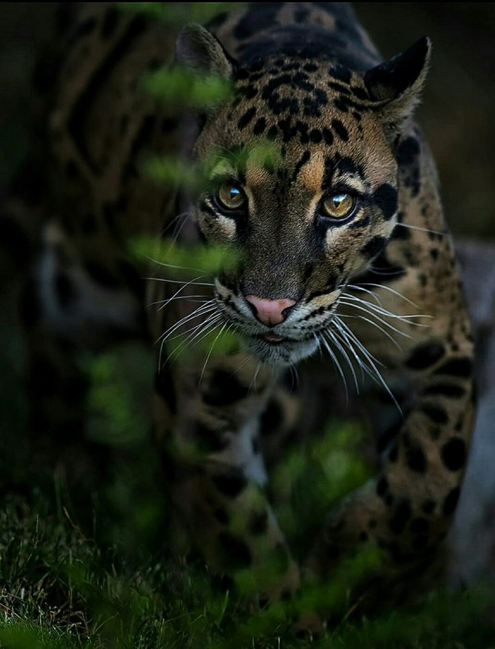 Clouded Leopard Creeping