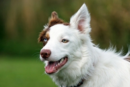 If it's not a border collie it's just a dog
