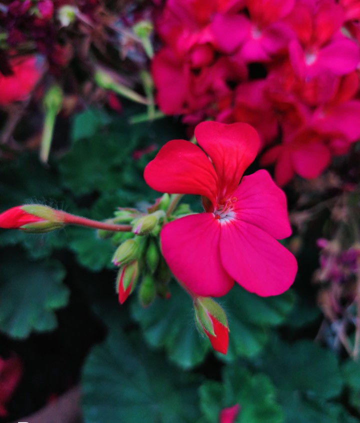 Geranium flower