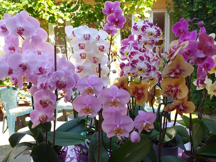 flowers