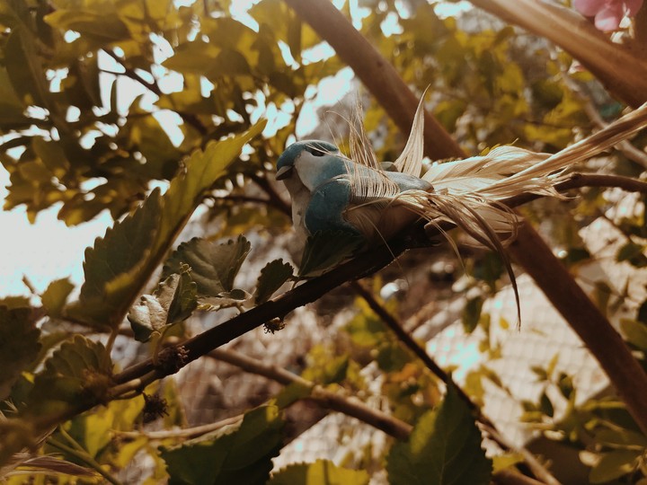 nature