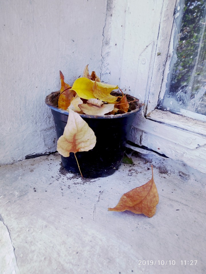 autumn