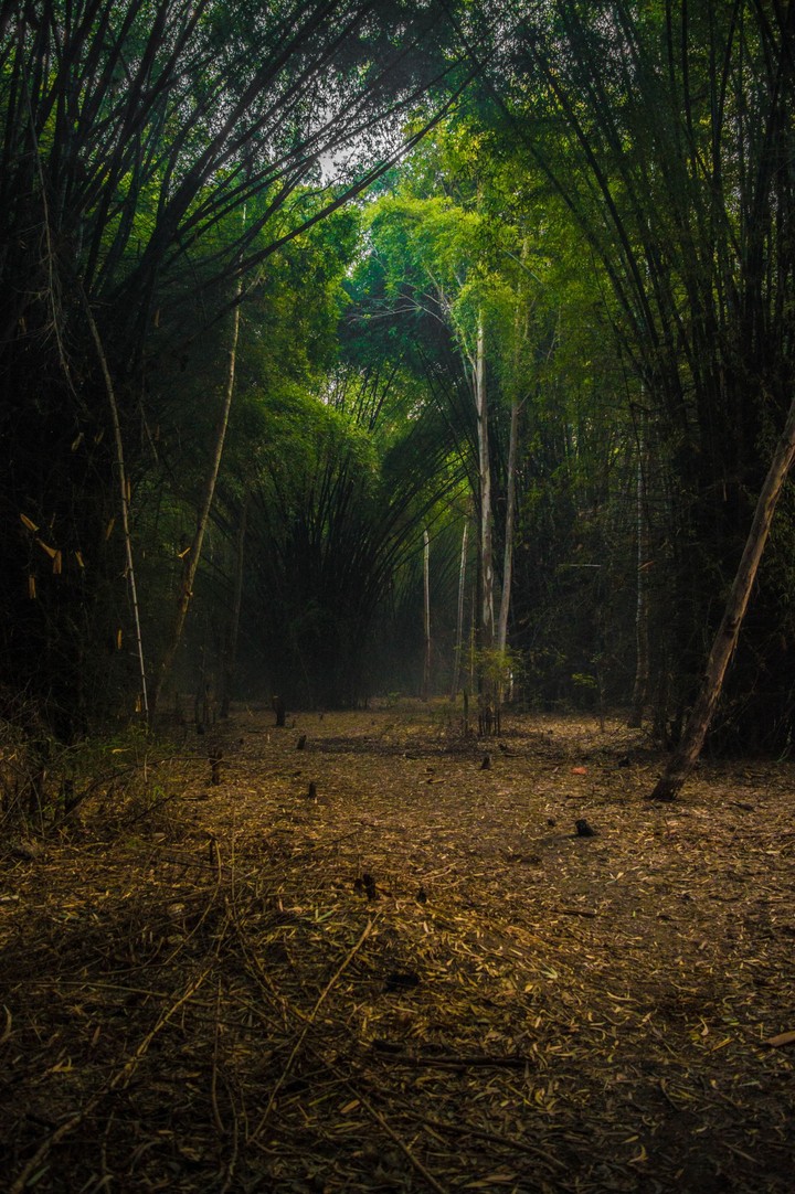 into the Woods