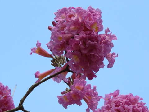 繁花