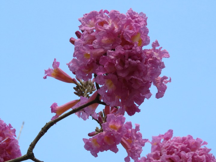 繁花